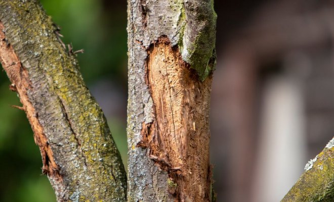 10 красивых идей для дачных поделок из натурального дерева